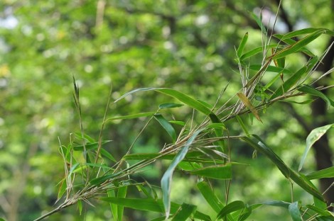 Pseudosasa usawai (Hayata) 1